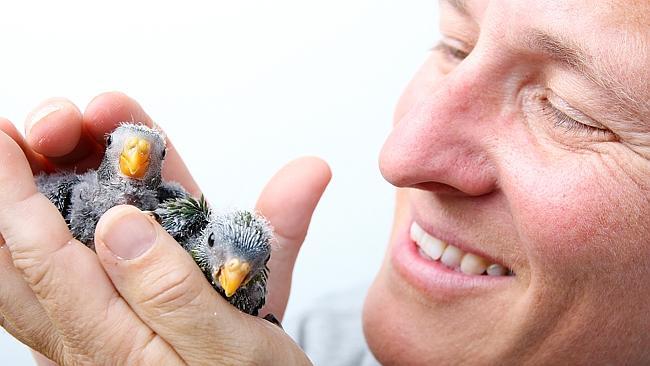 Jocelyn Hockley with 15 day old Orange-bellied parrots which were hatched as part of a conservation program. Picture: Matt Thompson