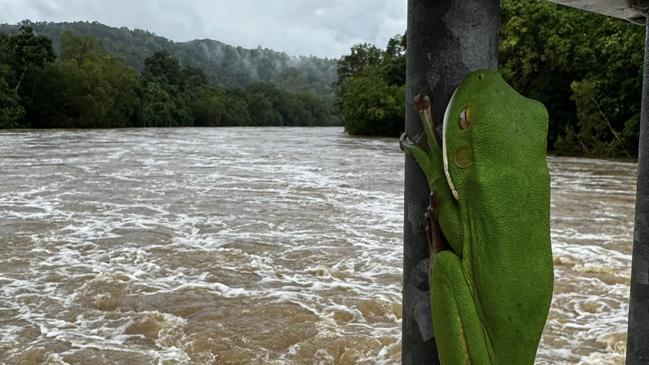 Cairns floods 2023: A white lipped tree frog takes shelter. Picture: Supplied