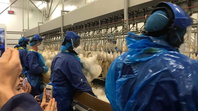 Staff at Golden Cockerel abattoir at Mt Cotton pluck the chickens. 