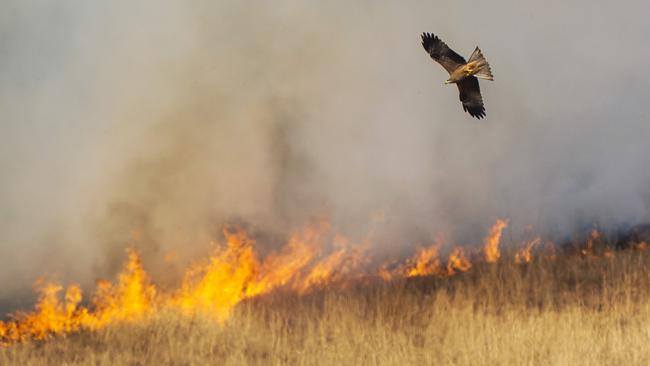 A bird flies over the devastation. Picture: Nigel Hallett