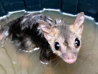 Anindilyakwa Land & Sea Rangers rescued a Northern quoll from a flooded bin at Alyangula. Picture: Anindilyakwa Land & Sea Rangers