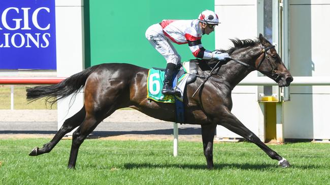 Emerging sprinter New York Lustre could again be too speedy for his rivals at Flemington on Saturday. Picture: Racing Photos