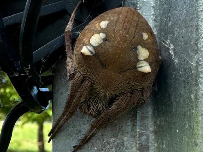 ‘Millennium Falcon’: Hilarious reaction to creepy Qld spider pic