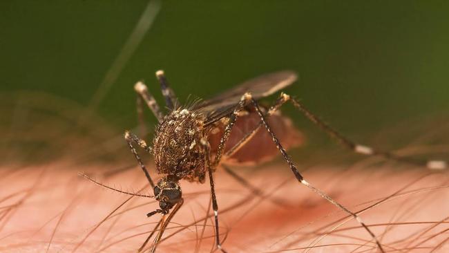 Warning for ‘debilitating’ mosquito virus