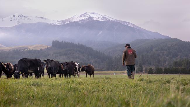 Halter collars in use in New Zealand PICTURE: SUPPLIED.