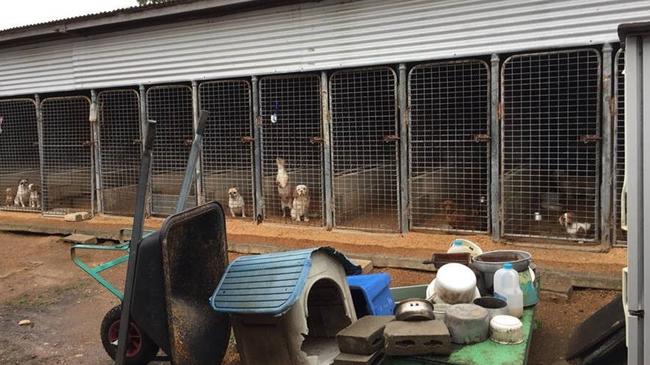 It is feared more and more puppy farms are popping up