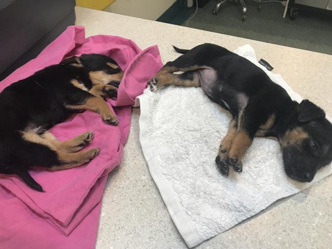 Sadly, two of the eight puppies died as a result of the incident. Picture: RSPCA SA via NCA NewsWire