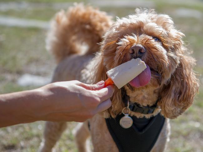 Jefferson enjoying a tasty Pupsicle treat. Picture: Rafal Kontrym