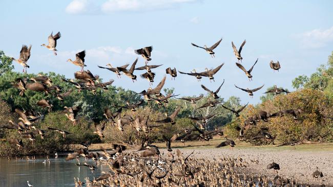 Whistling ducks are just some of the many wildlife seen on the property.