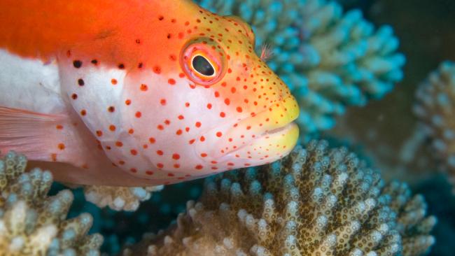 This part of the world is amazing if you're into snorkelling and diving. This super colourful Hawkfish lives on coral on the reef at the charmingly named 'Morgue' dive site on Christmas Island.
