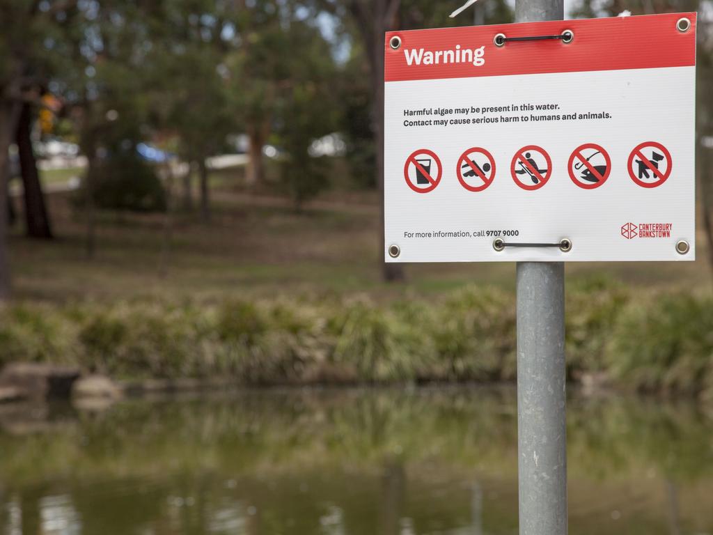 Canterbury Bankstown ponds closed due to algae | Daily Telegraph