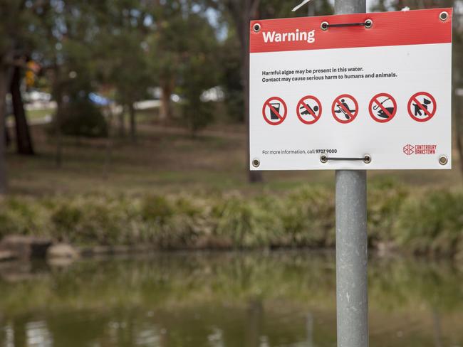 Wiley Park's pond is closed due to toxic blue-green algae. Picture: Canterbury Bankstown Council