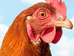 $300k fine for ‘free range’ claims