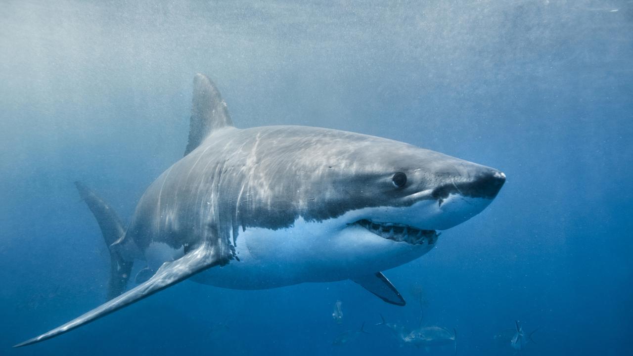 QAS said the woman was bitten by a shark 10 hours off the coast of Mackay, in Central Queensland, on Wednesday afternoon. Picture: Supplied