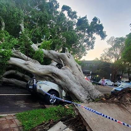 This huge uprooted tree crushed a car in Bondi. Picture: Facebook