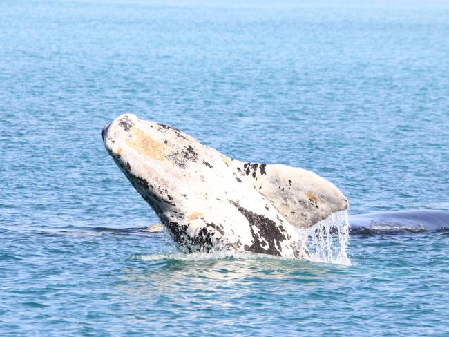 fowlers bay eco whale tours