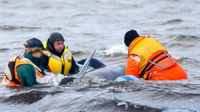 Wildcare Tasmania volunteer team president Cory Young, centre, helps with whale rescue efforts in Strahan. Picture: PATRICK GEE