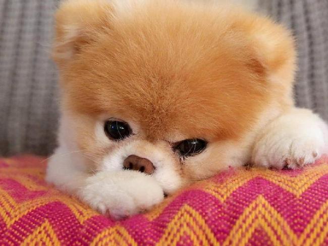Instagram star Boo the Pomeranian. Picture: Facebook