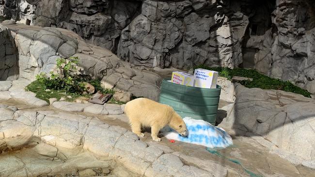 Mishka the polar bear celebrates second birthday at Sea World on the Gold Coast.