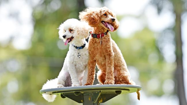 Small dogs Major and Rags at play in Greenway Dog Park, Cherrybrook residents have campaigned for a small fenced off dog run for little dogs adjoining the Cherrybrook Off-Leash Dog Park. Picture: Troy Snook