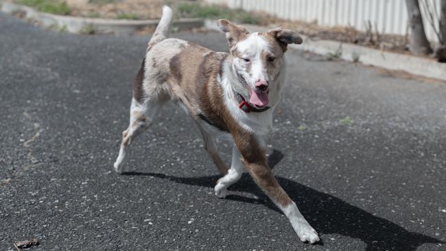 One of the seized dogs after their recovery. Picture: RSPCA