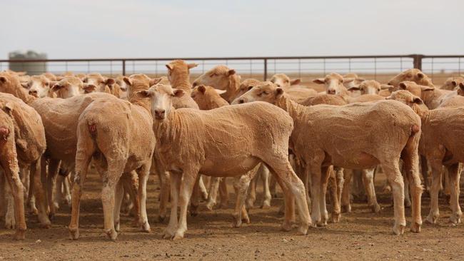 CC Cooper has a number of properties across WA, SA and NSW running one of the biggest wool growing operations in Australia.