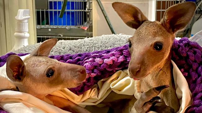 Ms Mead said WRIN’s 40 volunteers and wildlife rescue shelters were already stretched to the limit, but the meat industry threatened to overwhelm the carers with the orphaned joeys. Picture: Bev Langley