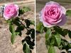 ‘Unique’ rose you’ll only see in rural Australia
