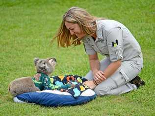 BOUNCING BACK: In September last year, Pinto the Koala was admitted to the Australia Zoo Wildlife Hospital and now the team is delighted to be releasing him back into the wild. Picture: Contributed