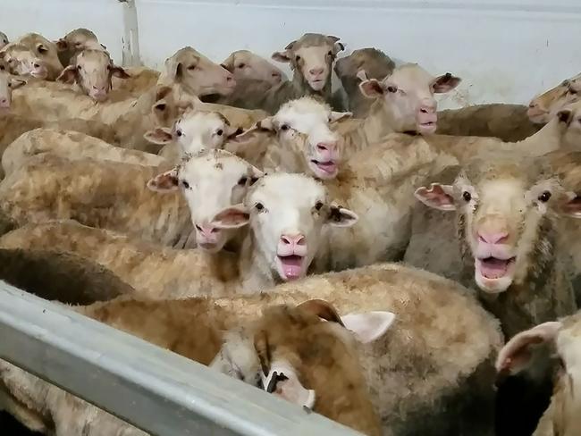 Distressed sheep on board livestock carrier Awassi Express from Australia to the Middle East. Picture: AFP/Animals Australia