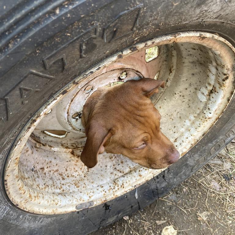 Mareeba Fire &amp; Rescue and Sundance Veterinary Services freed Bonnie the dog after she put her head in the middle of this wheel rim earlier this week. Picture: QFES