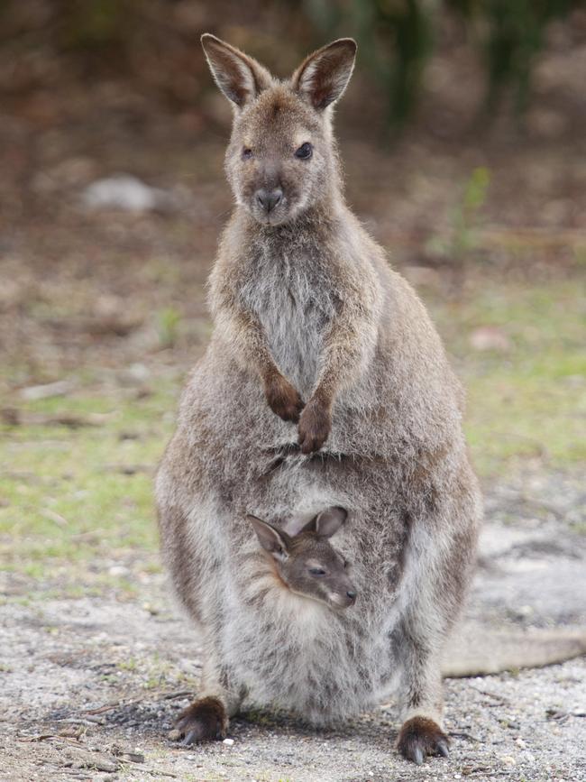 More than 4000 wallabies and possums were culled by Tasmanian golf courses since June 2016. Picture: Mark Daffey