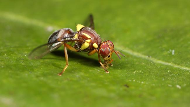 Experts are warning fruit fly numbers in Victoria may rise dramatically in the coming months.