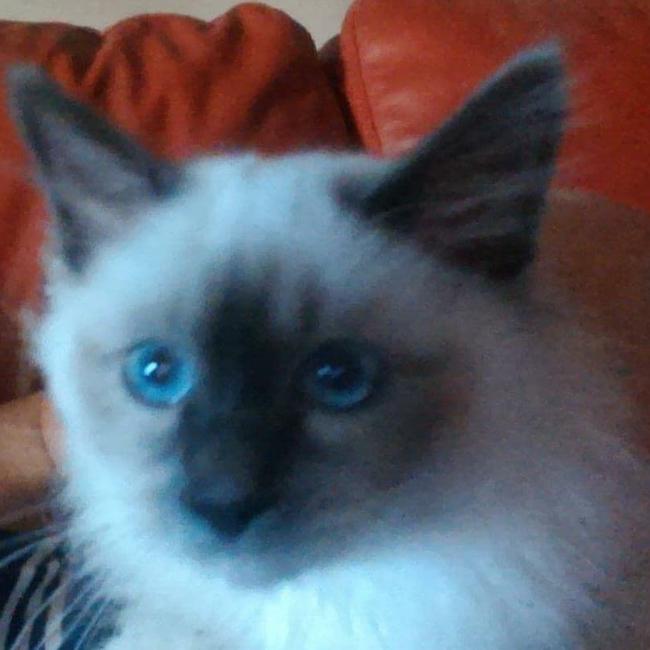 Named Mr PoPo real name Oli hubby called him Mr Popo from Dragonball Z and yes I can't shorten his name has to be the full name when I call him. International Cat Day. Reader pet photos. Picture: Leisel Scherer
