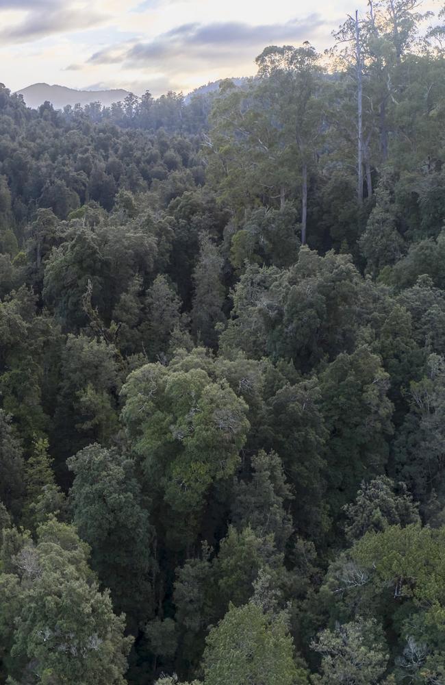 The Tarkine rainforest in Tasmania’s northwest.