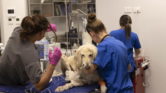 Dog attack victim, Havoc, the afghan hound, being treated at the Animal Emergency Centre in Brisbane’s Stones Corner. Picture: Mark Cranitch