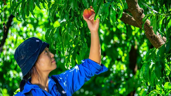 Farmers desperately need workers to bring in the harvest.