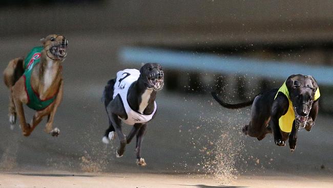 Sawadee (right) on its way to winning Race 5 (600m) at Greyhound Racing NSW's meet at Gosford Showground on Tuesday night.