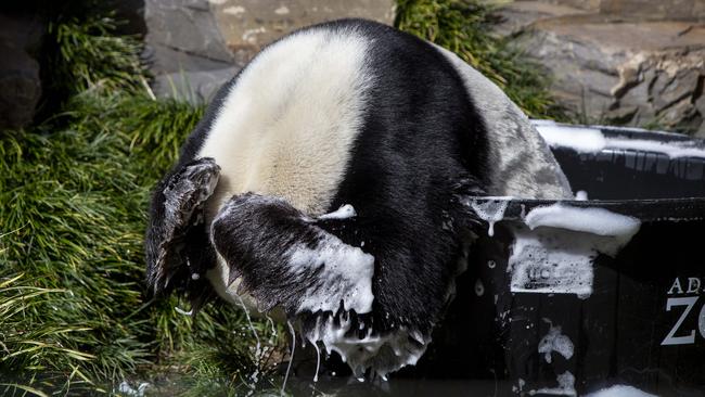 Wang Wang enjoying bath time. Picture: Brett Hartwig