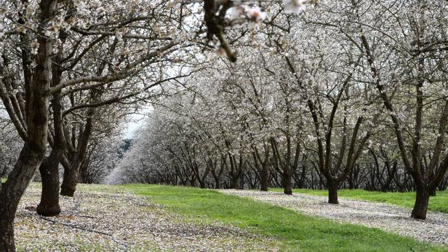 Canada’s PSP Investments purchased 12,000 hectares of almond orchards at Robinvale from Olam Orchards (Singapore) in 2020.