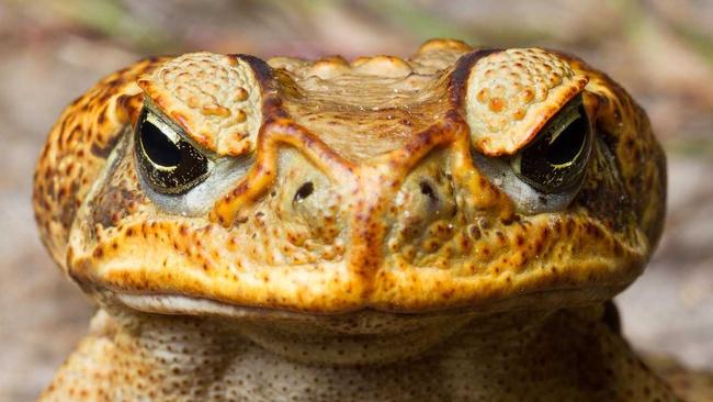 Supplied image of Cane Toad from Department of Primary Industries.