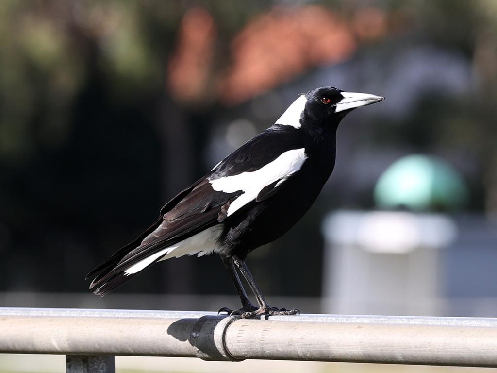 Magpies nesting about 10km north west of Sydney’s CBD are on notice after a Lane Cove Council announced a proposed cull following numerous attacks. Pics Tara Croser.