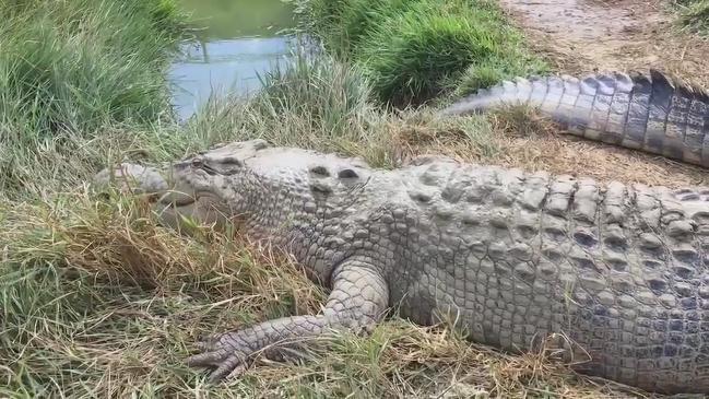 Fashion bites at Mareeba Melaleuca Crocodile Farm as high-end