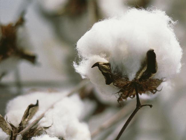 The NT cotton industry could take off with a report backing building a cotton gin.