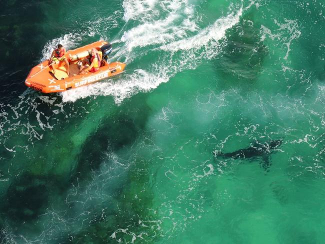 A 3.5m great white shark came within 50m of surfers and swimmers at the Pass in Byron Bay.