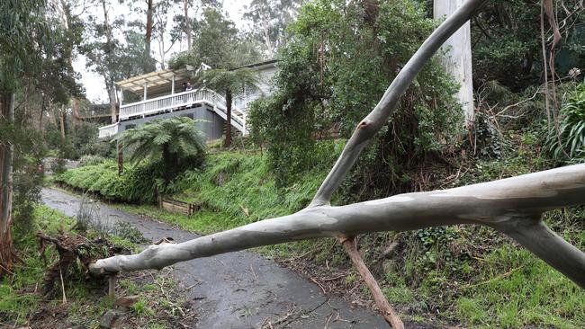 There was a big clean up on Friday to clear the fallen trees. Picture: David Crosling