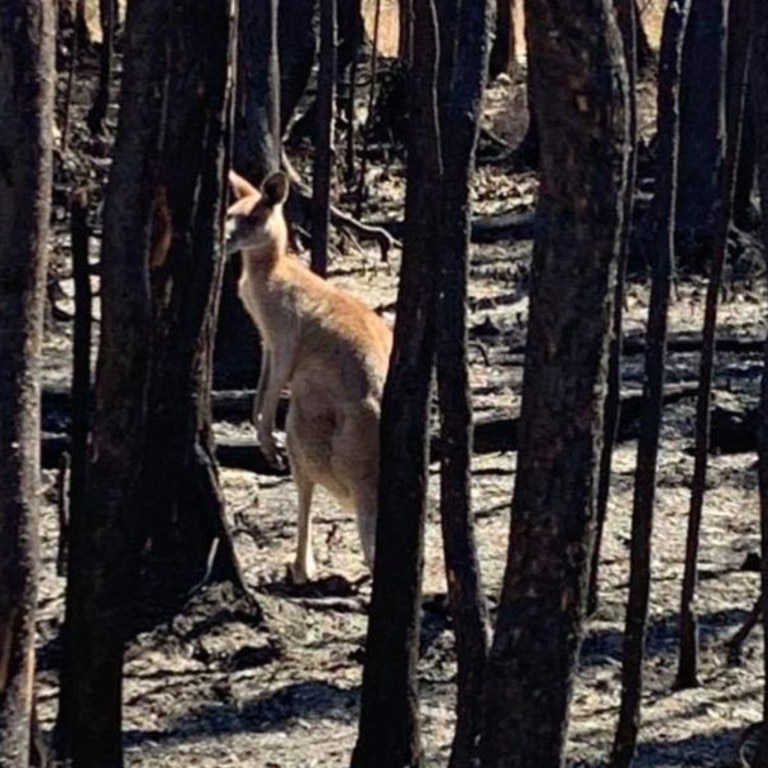 Rescuers have warned surviving animals will need assistance. Picture: The Rescue Collective