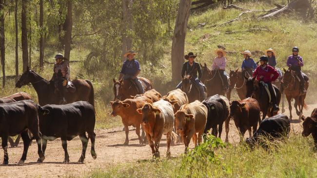 Eidsvold Cattle Drive 2024.