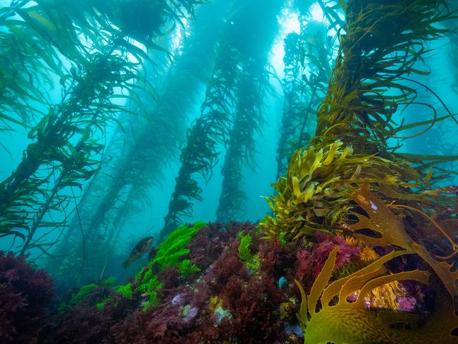 Giant kelp portrait at Port Davey in Tasmania. Picture: Stefan Andrews/Great Southern Reef Foundation.