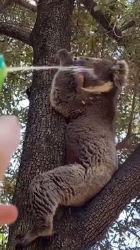 Koala beats the heat with a summertime spray down